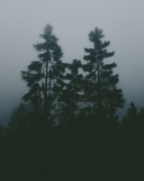 Kostenloses Stock Foto zu bäume, nadelwald, nebel