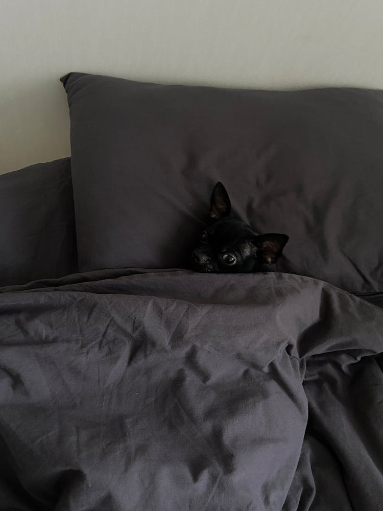 Small Black Dog Tucked In Bed
