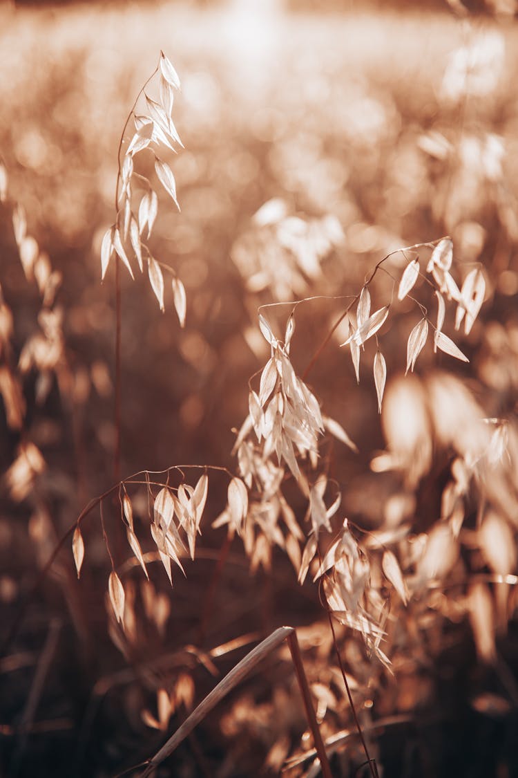 Blades Of A Grass In Sepia