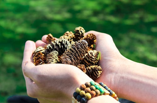 Free Close-Up Photo of Person Holding Pine Cones Stock Photo