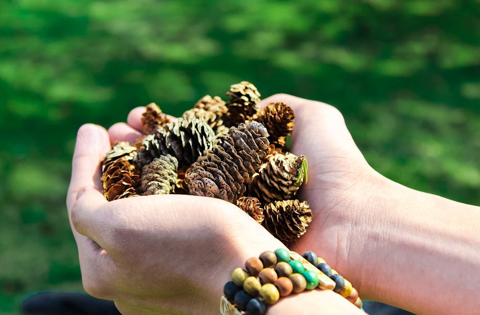 Close-Up Photo of Person Holding Pine Cones