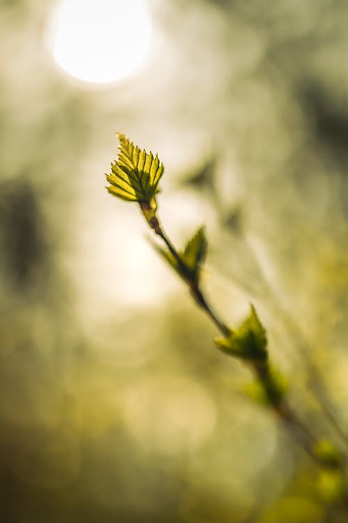 bahar, bitki, bitki örtüsü içeren Ücretsiz stok fotoğraf