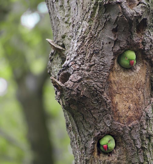 Close-up of Parrots in Tree Hollows 