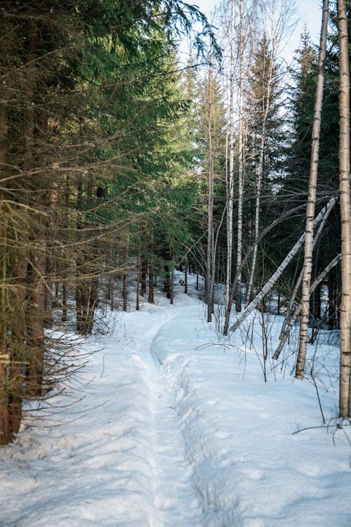 Immagine gratuita di betulle, conifero, foresta