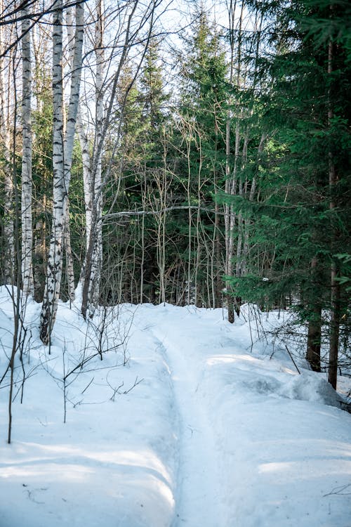 Immagine gratuita di betulle, foresta, inverno