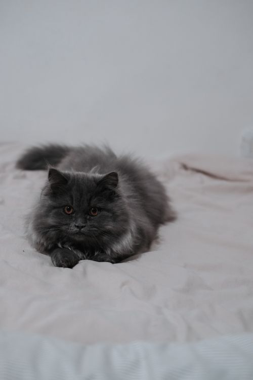Free A cute fluffy grey Persian cat laying comfortably on a bed indoors. Stock Photo