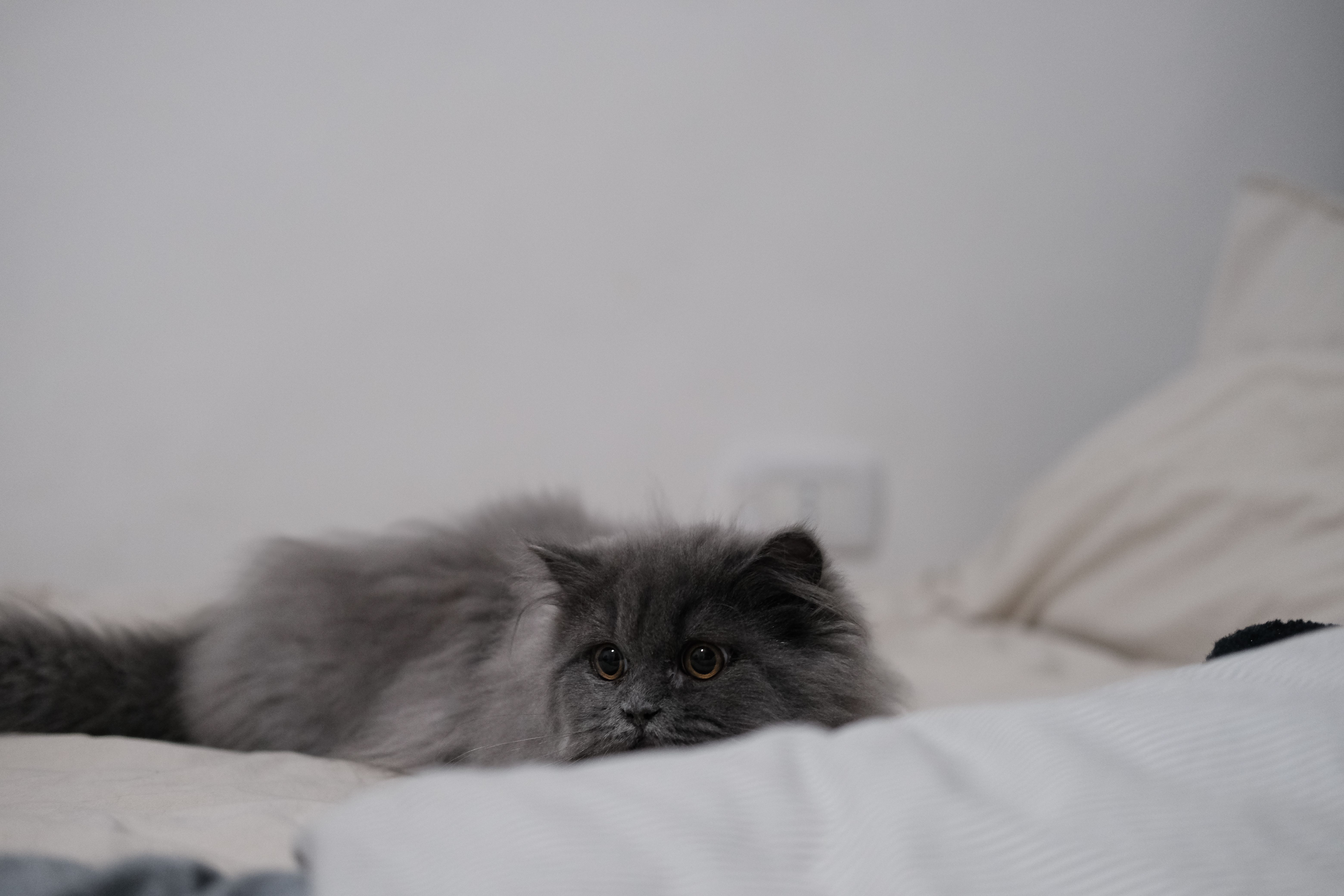 A cute grey Persian cat relaxing on a bed indoors, displaying its fluffy fur and round eyes.