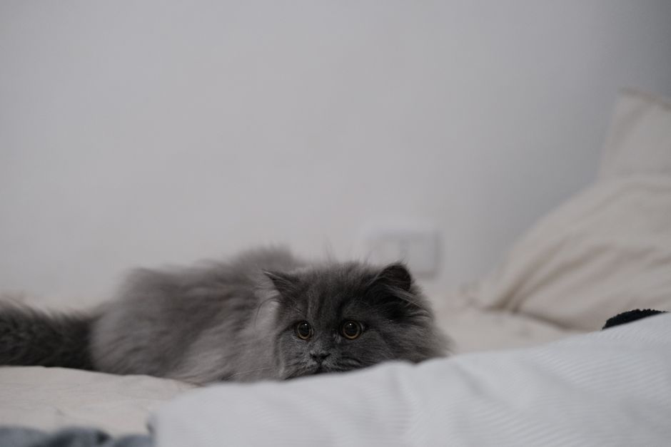 A cute grey Persian cat relaxing on a bed indoors, displaying its fluffy fur and round eyes.