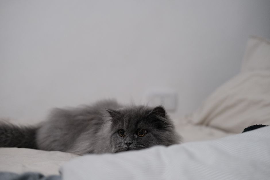 Fluffy gray cat lying on a bed with a white sheet