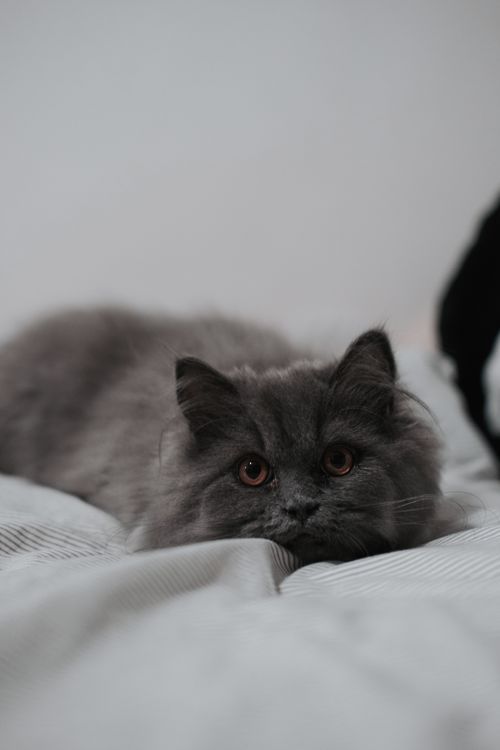 Free A cute grey British Shorthair cat resting indoors on a soft surface, showcasing its fluffy fur. Stock Photo