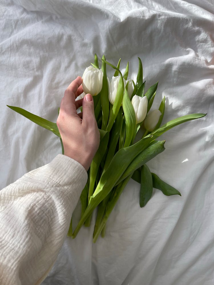 Hand Touching Tulips