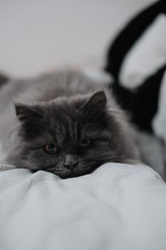 cat photo