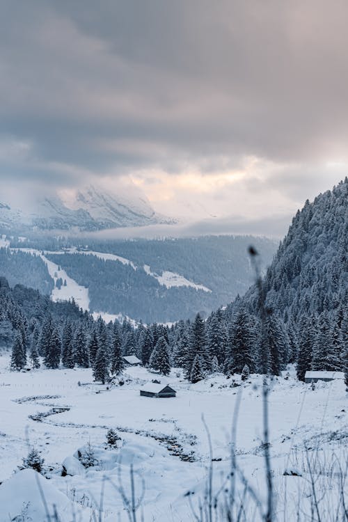 Imagine de stoc gratuită din fotografiere verticală, frig, iarnă