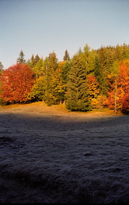 Photos gratuites de arbres, automne, beauté