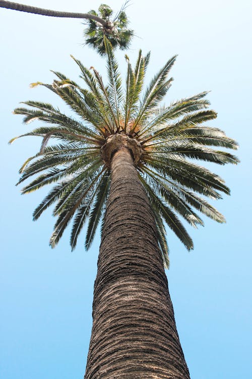 Low Angle Photo of Pine Trees