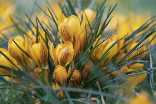 Free Close-up of yellow crocuses with green leaves, capturing the essence of spring and new beginnings. Stock Photo