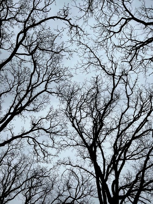 Free Silhouetted tree branches form intricate patterns against a cloudy winter sky. Stock Photo