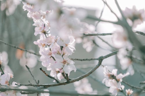 Close-up of Tree Branches in Blossom 