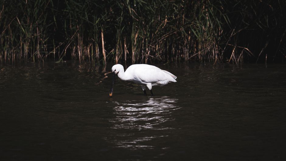 Elegant black-faced spoonbill wading in the water, surrounded by lush green reeds.