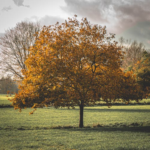 A Tree with Yellow Leaves on a Field in Autumn 