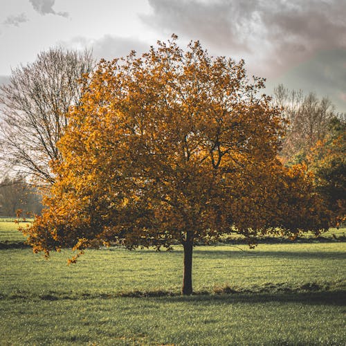 Free A Tree with Yellow Leaves on a Field in Autumn  Stock Photo