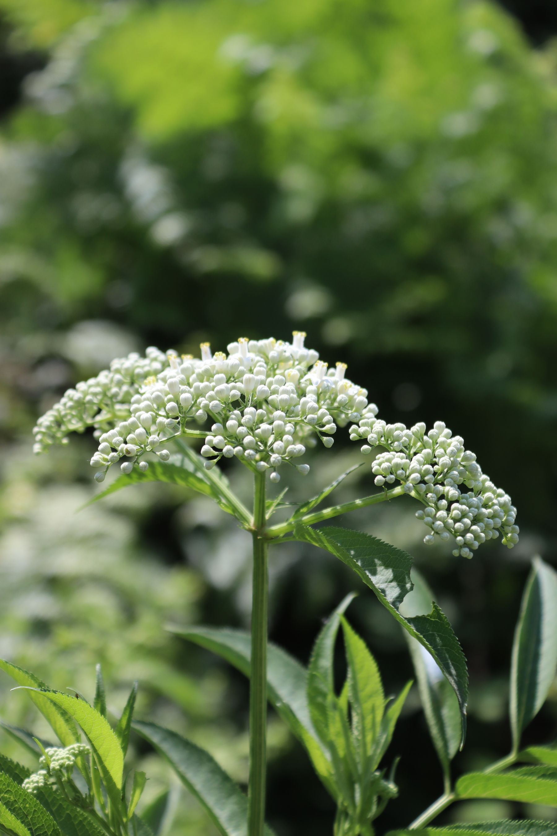 Dwarf elder flower, shown here as an identification caution Dwarf elder flower, shown here as an identification caution