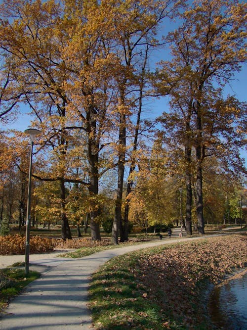 Photos gratuites de allées piétonnes, arbres, automne