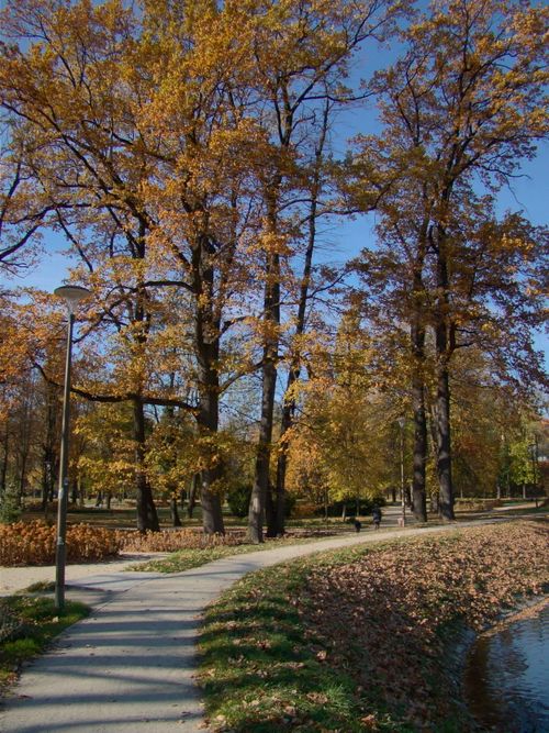 Free A serene park pathway with tall autumn trees and a clear blue sky. Stock Photo