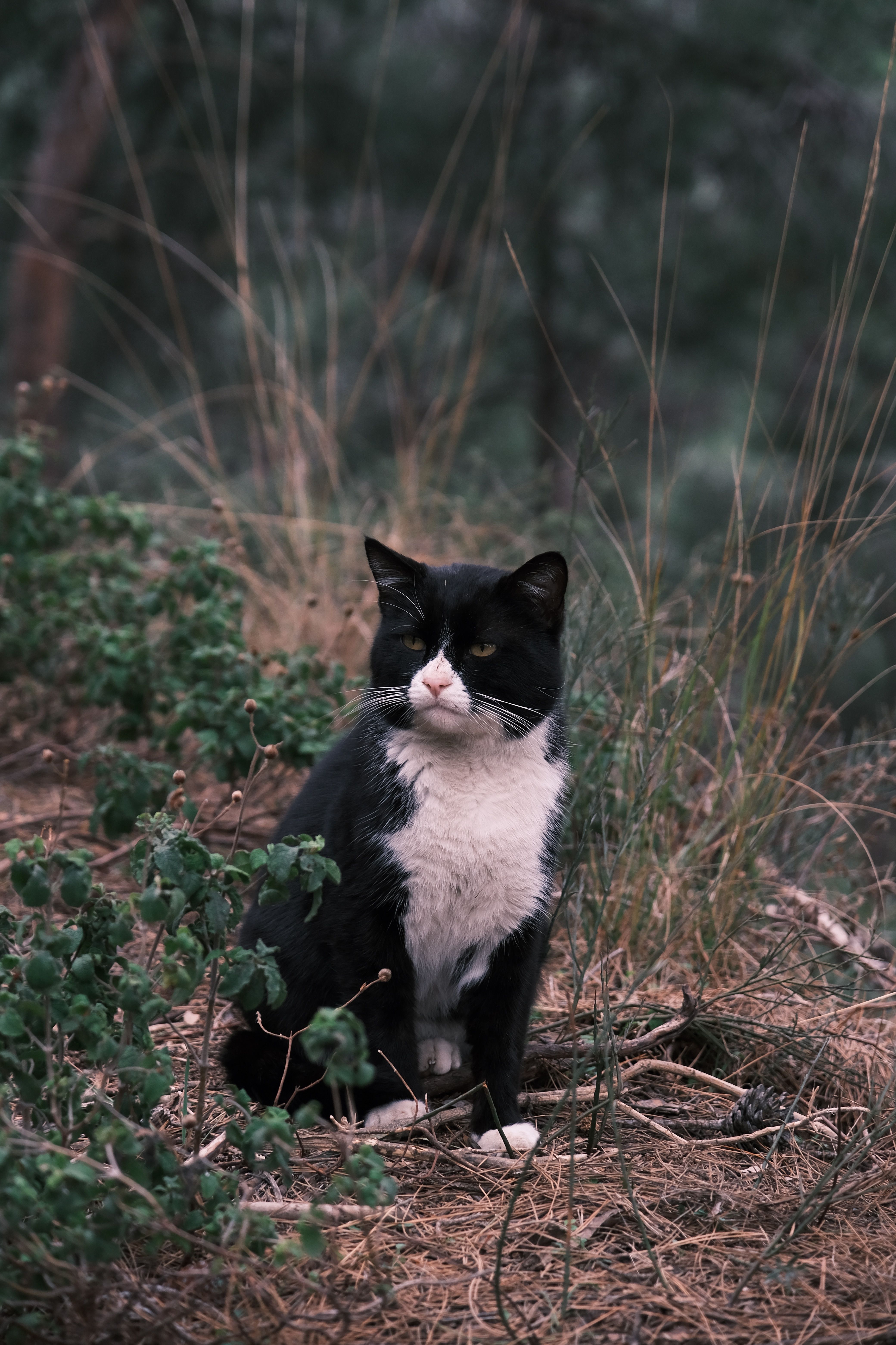 A Cat Sitting on the Ground · Free Stock Photo