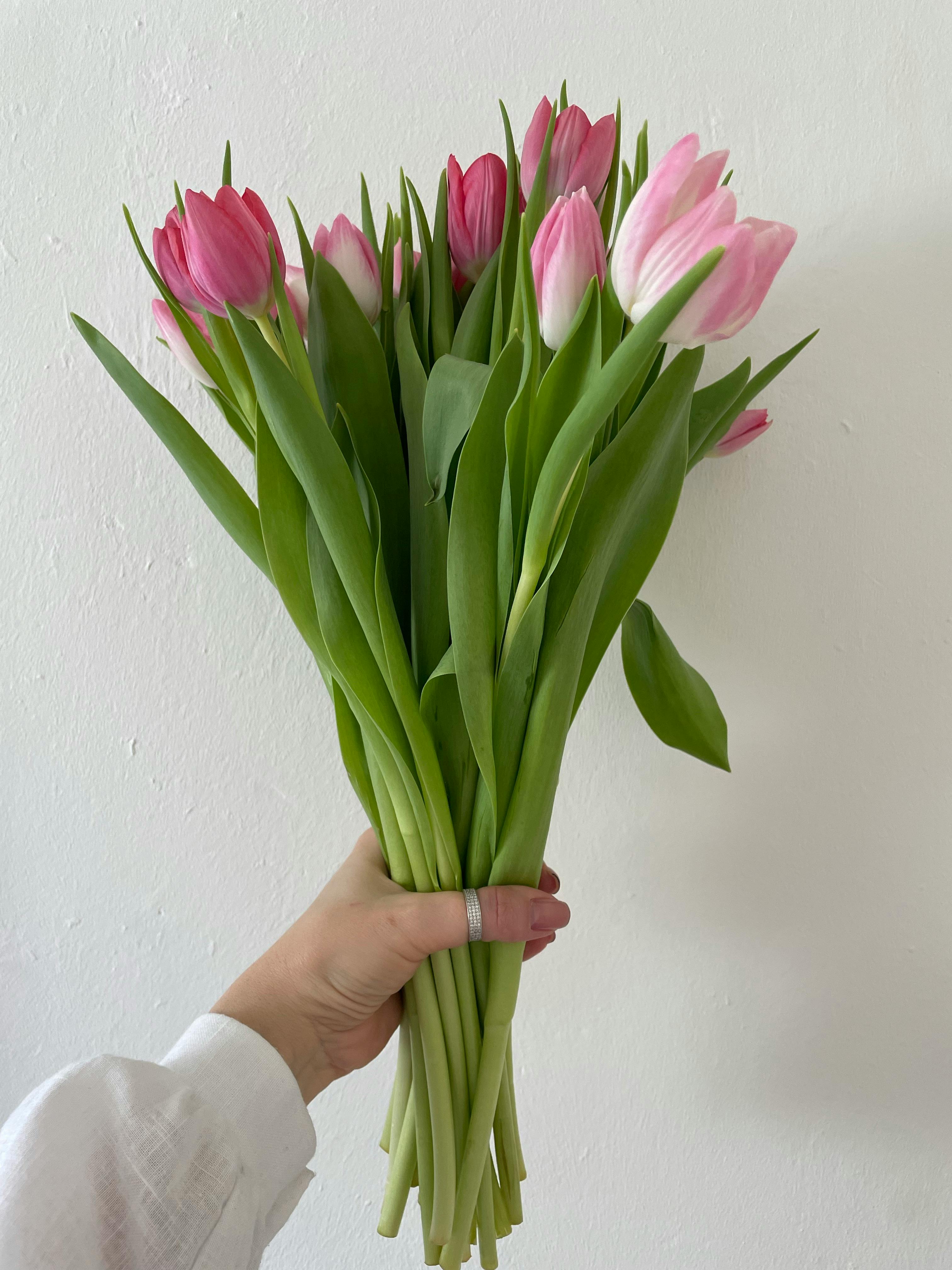 Bật mí ý nghĩa của hoa tulip theo từng màu sắc khác nhau