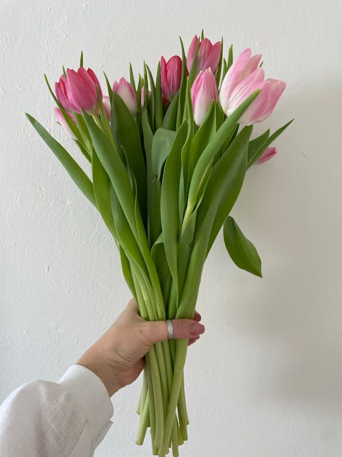 Close-up of Woman Holding a Bunch of Pink Tulips 