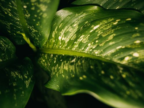 Free Detailed view of lush green tropical leaves with spotted patterns, captured in natural light. Stock Photo