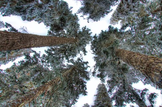 Upward view of tall, snow-dusted conifer trees in a tranquil winter forest setting.