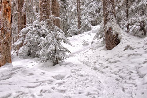 樹木覆蓋著雪