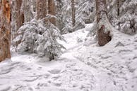 一条白雪覆盖的宁静小径穿过霜林，展现了冬日的美丽