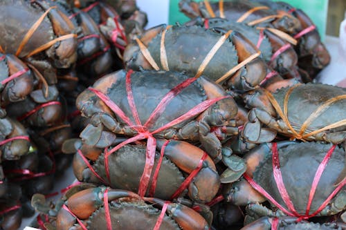 Безкоштовне стокове фото на тему «краб, морепродукти, 螃蟹»