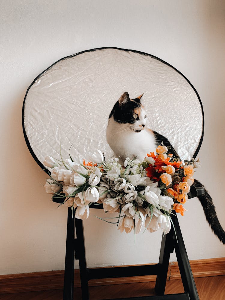 Cat Sitting On Chair With Flowers