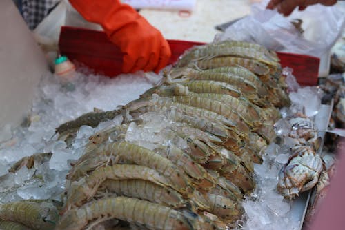 Ilmainen kuvapankkikuva tunnisteilla kalaruoka, stomatopoda, 皮皮 虾