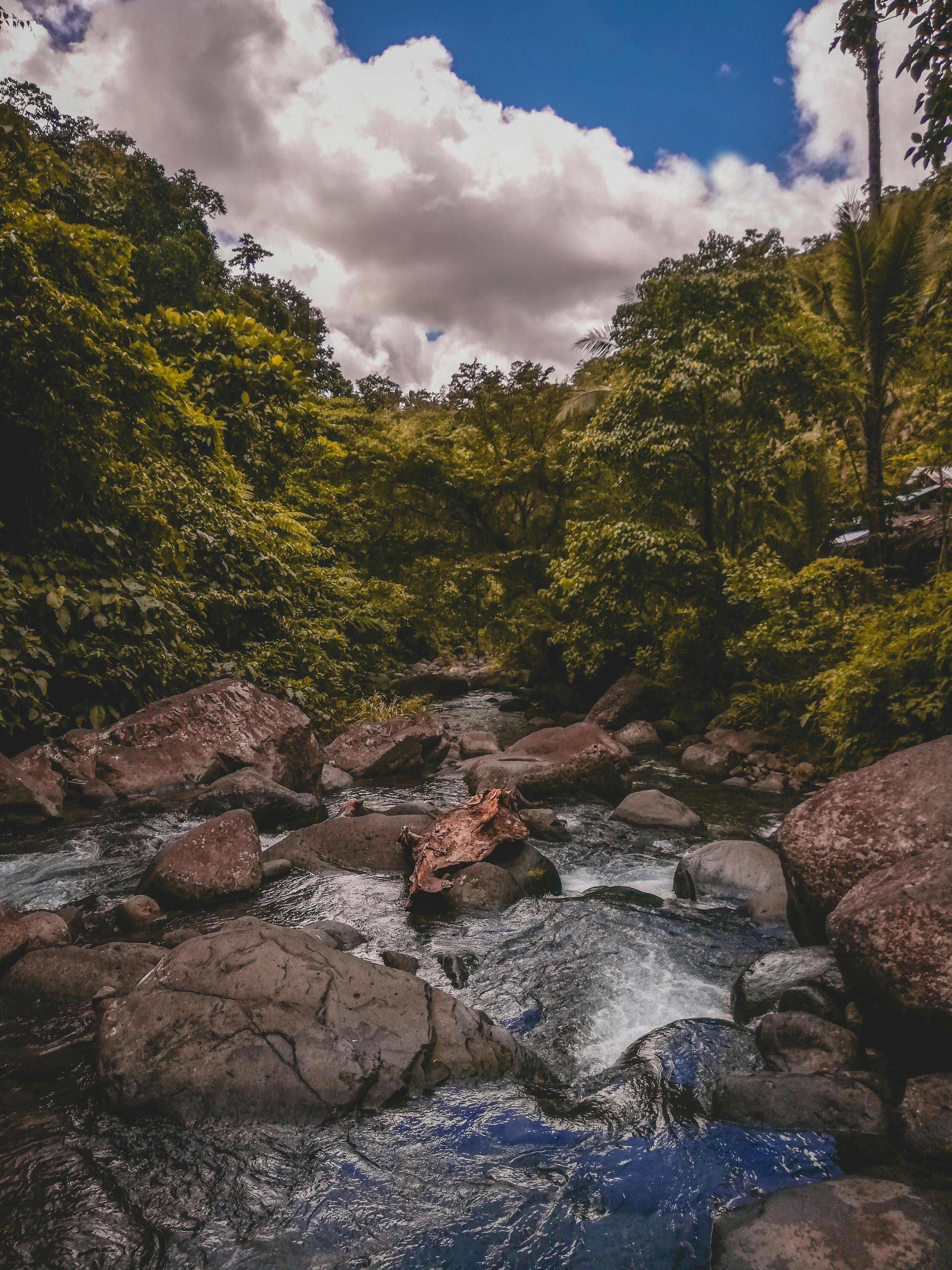 在充满活力的天空下，宁静的山溪流过郁郁葱葱的森林和岩石