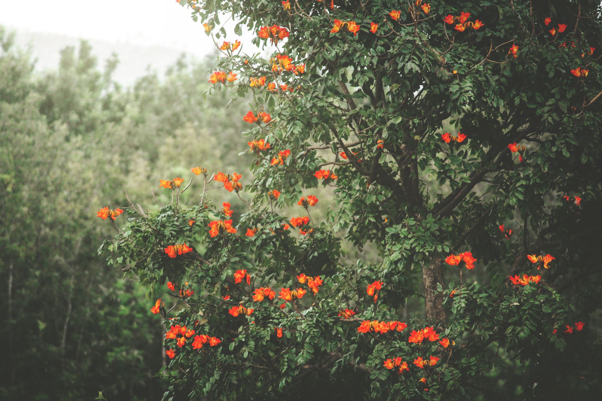 Beautiful African Tulip tree in full bloom with bright orange flowers in a lush forest setting.