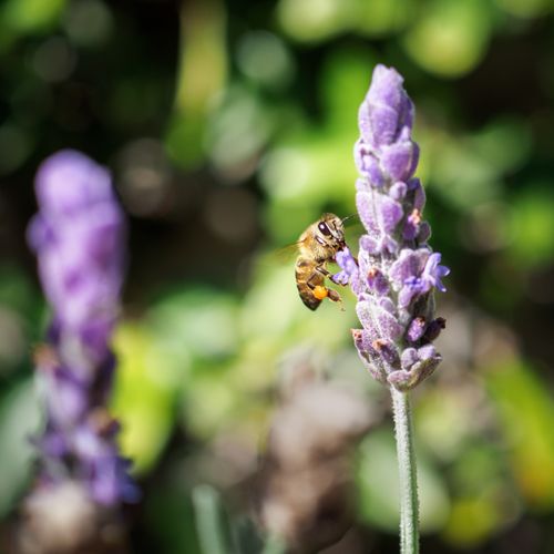 Free A honeybee collecting nectar from a blooming lavender flower in a sunny garden. Stock Photo