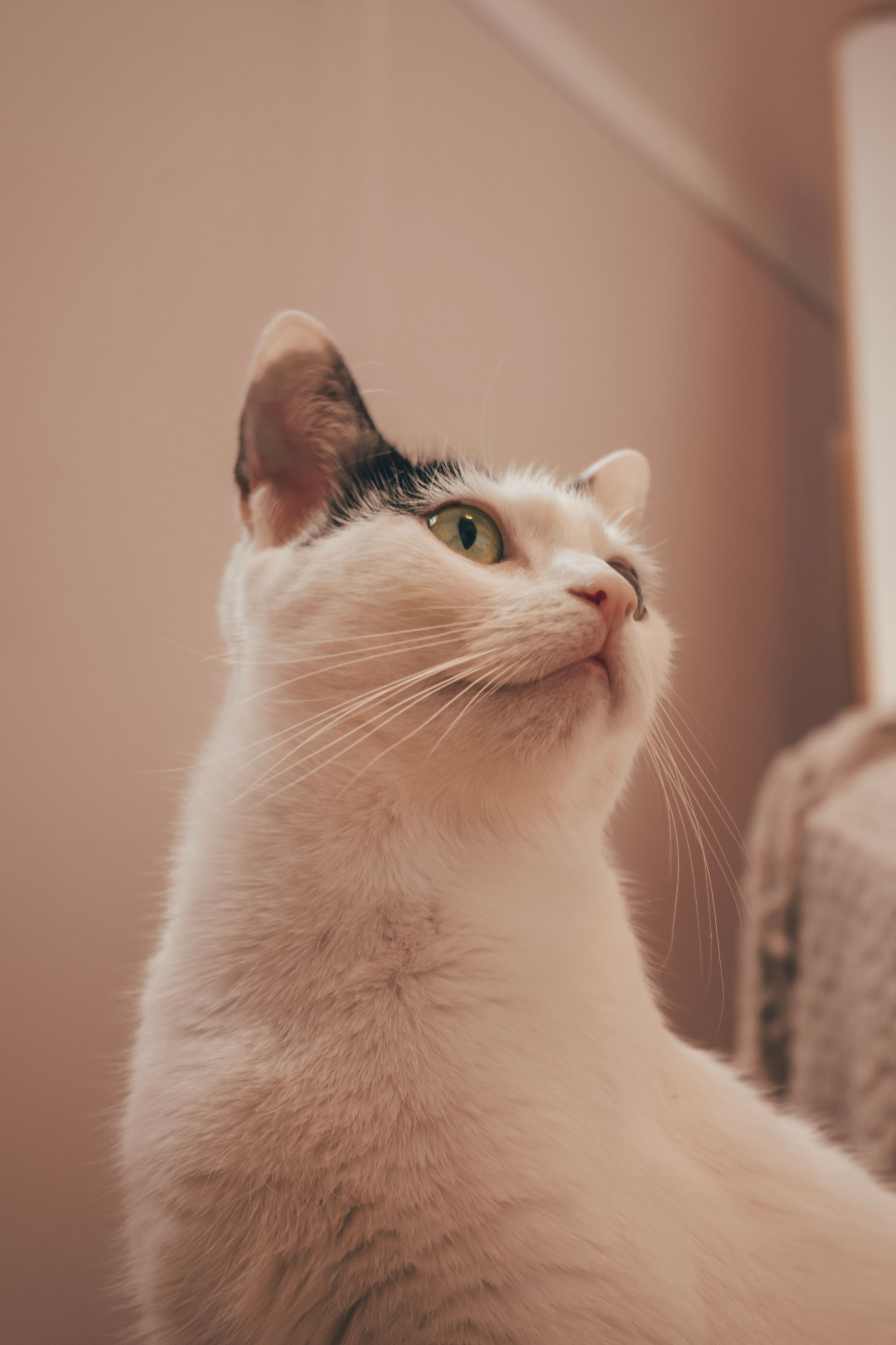 Cute Kitten Photos, Download The BEST Free Cute Kitten Stock Photos