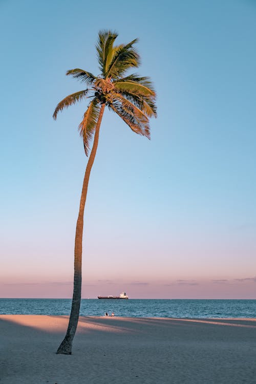 免费 椰子树在海边的照片 素材图片