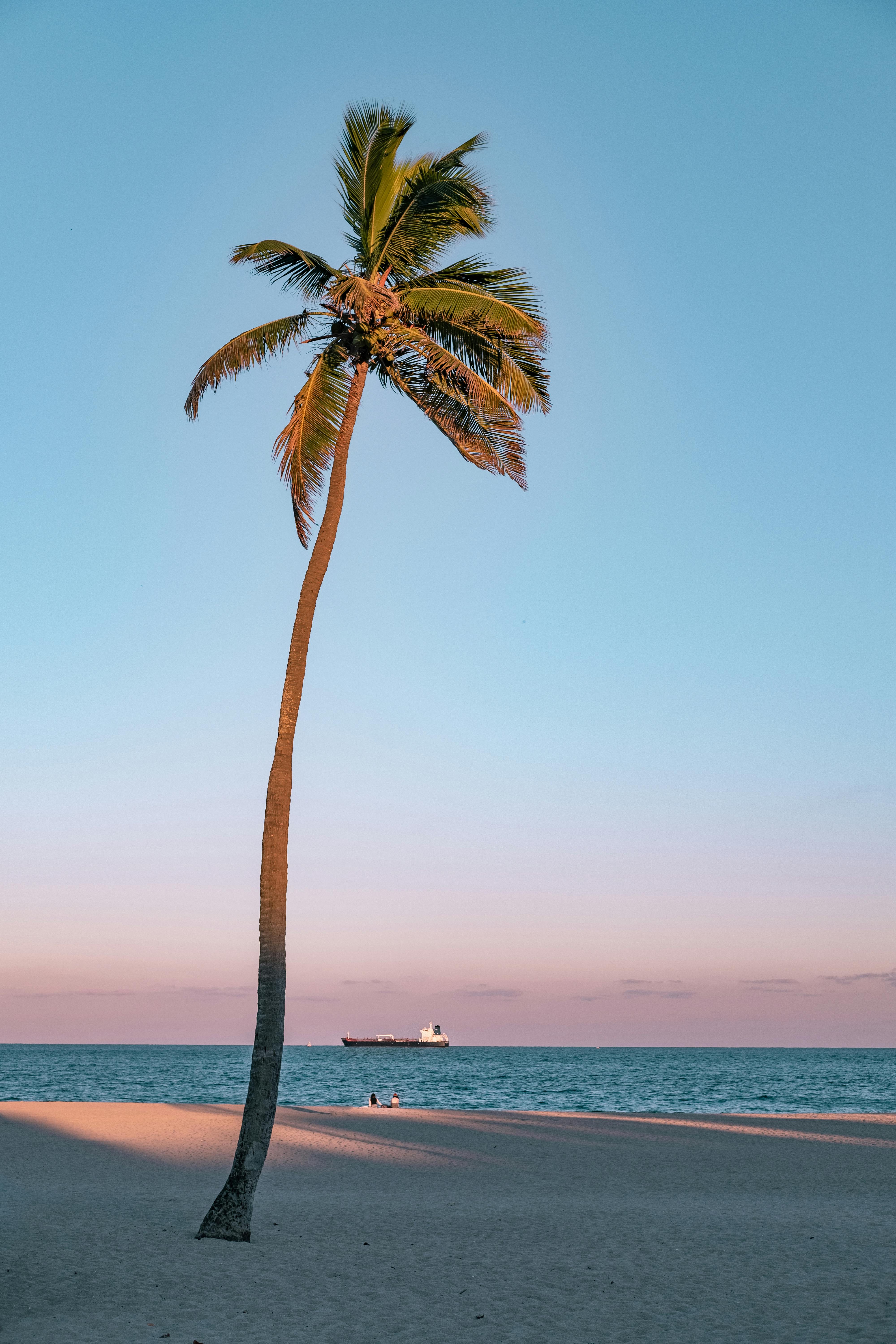 Photo of Coconut Tree On Seashore · Free Stock Photo