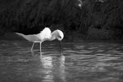 A black and white close-up of a bird pecking in a serene water setting, capturing nature's elegance.