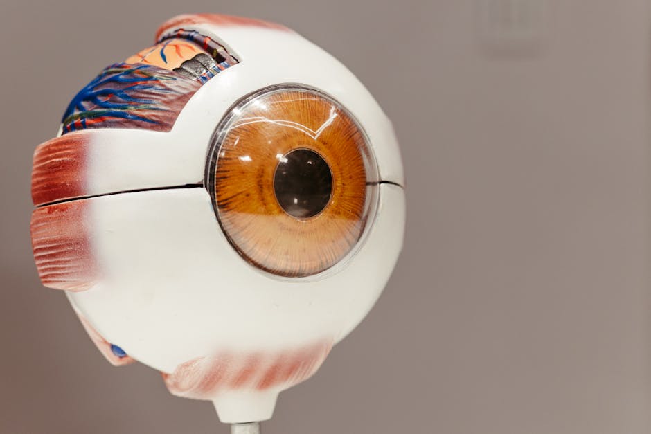 An anatomical model of the human eye used to demonstrate how various irritants can be the primary cause of conjunctivitis. An anatomical model of the human eye used to demonstrate how various irritants can be the primary cause of conjunctivitis.