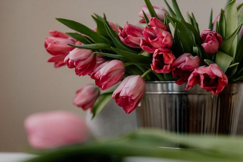 Free Lush pink tulips arranged elegantly in a reflective metal bucket, showcasing vibrant elegance. Stock Photo