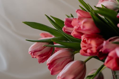 Close-up of Pink Tulips on White Background