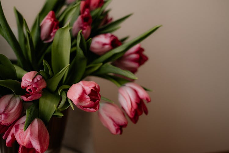 Pink Tulips On Light Background