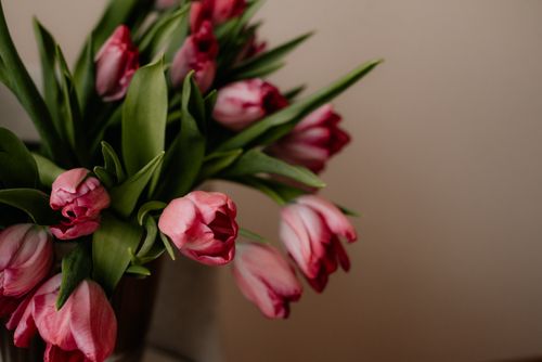 Free Beautiful bouquet of pink tulips in a soft, natural light setting, perfect for floral arrangements. Stock Photo